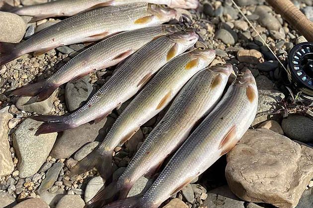 Рыболовное путешествие на Вишеру осенью: что взять для комфортного отдыха и на что поймать крупного хариуса